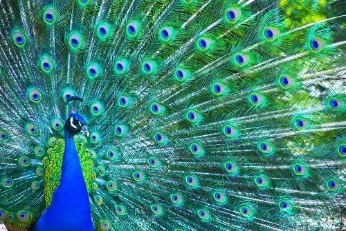 Male Peacock