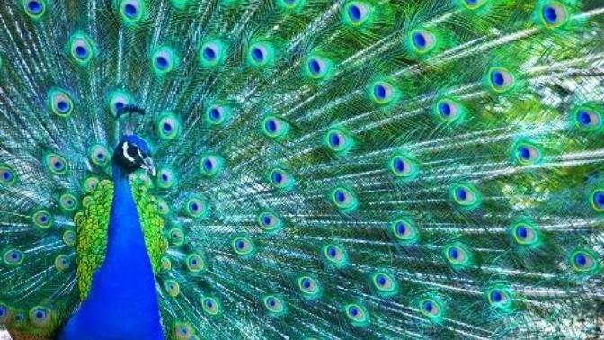 What do you think is the most visually striking animal?