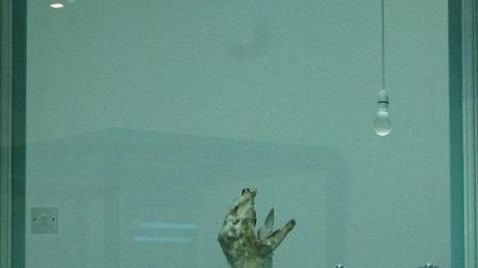 Is this creature happy to be using the lavatory? Is this creature happy to be using the lavatory?