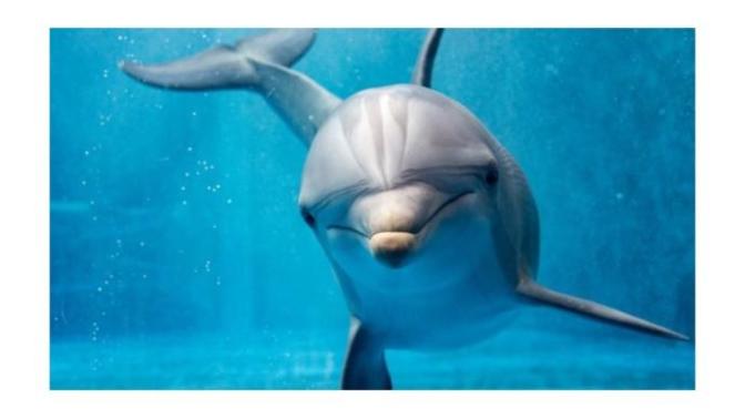 Which word would you associate with "dolphin"?