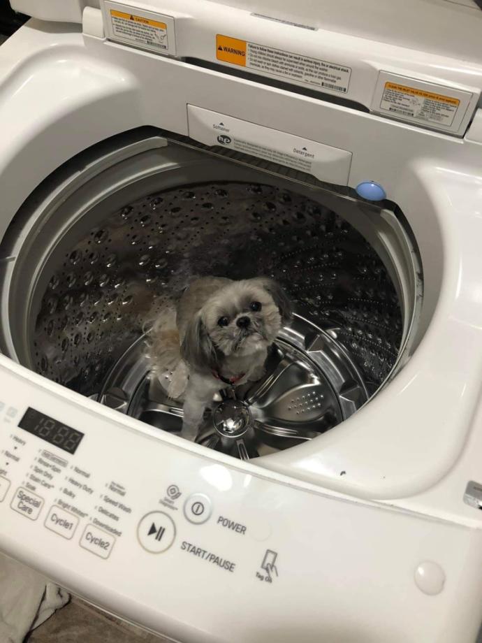 $60 dollars to have him washed and groomed. You think this this will do a better job?