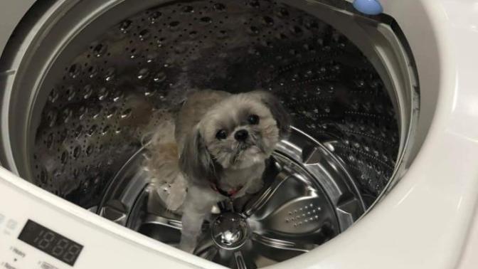 $60 dollars to have him washed and groomed. You think this this will do a better job? $60 dollars to have him washed and groomed. You think this this will do a better job?