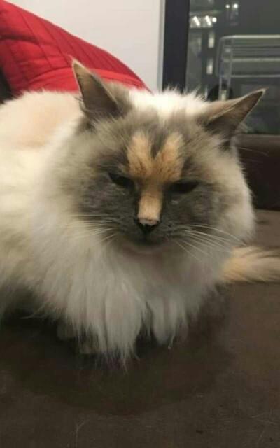 Would you adopt this cat?