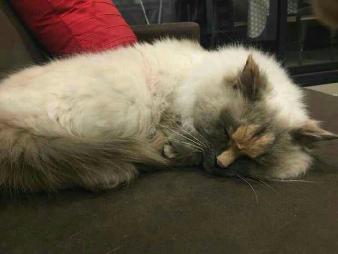 Would you adopt this cat?