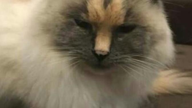 Would you adopt this cat?