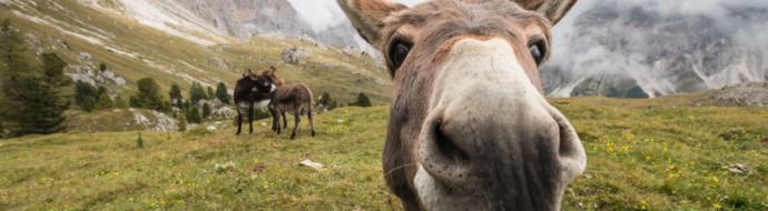 Amandas animal game 1: which animal are you?