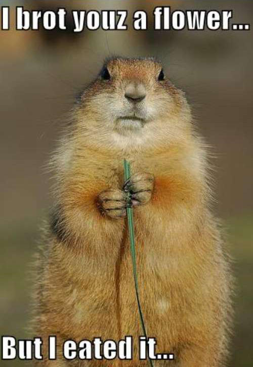 Amandas animal game 1: which animal are you?