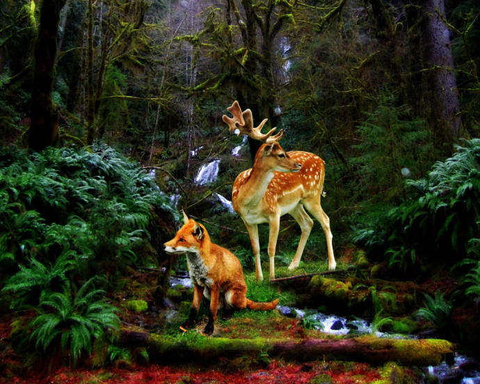 Amandas animal game 1: which animal are you?