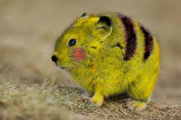 Amandas animal game 1: which animal are you?