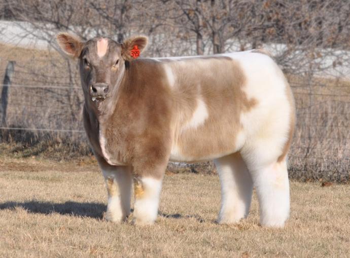Amandas animal game 1: which animal are you?