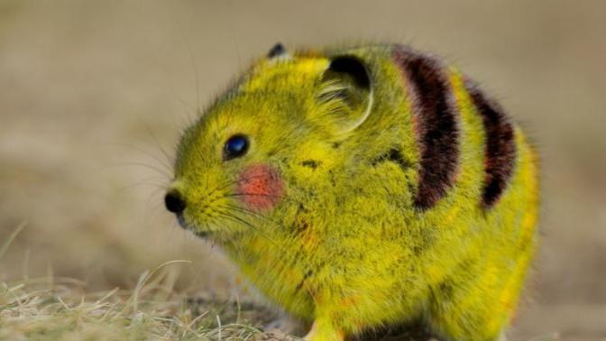 Amanda's animal game 1: which animal are you?