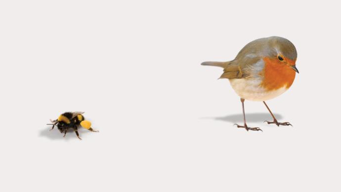 Amandas animal game no. 2: which animal are you?