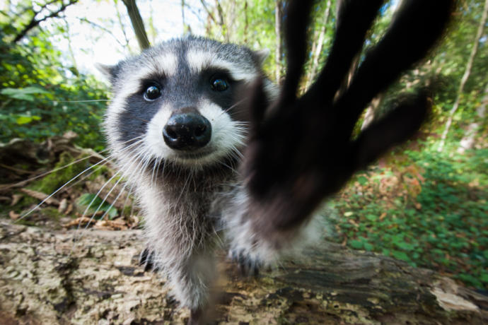Amandas animal game no. 2: which animal are you?