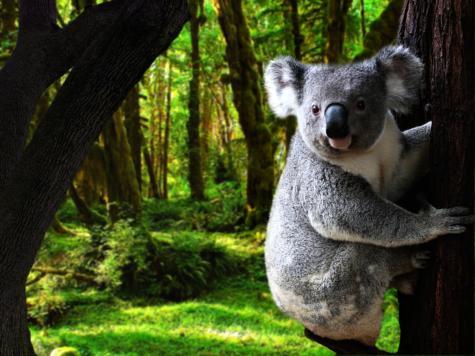 Amandas animal game no. 2: which animal are you?