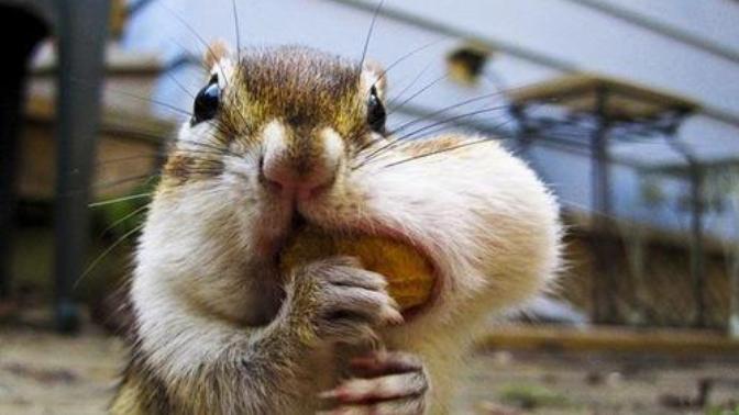 Amanda's animal game no. 2: which animal are you?