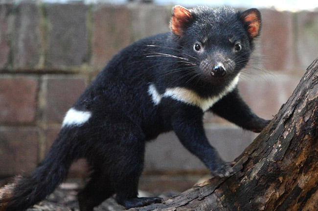 Would you like to visit the Australian island of Tasmania?