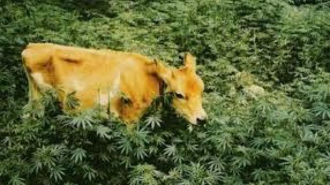 If you had a entire plantation of cannabis and cows and the cows ate the cannabis consistently and when milk the cows would the milk get you high?