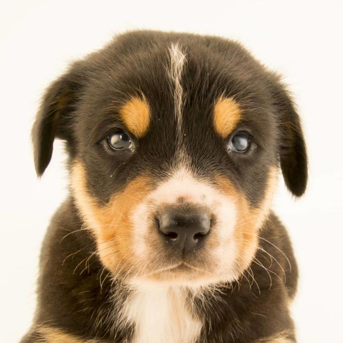 Which of these 2 animal initials of words does the best in how to take safety in God?