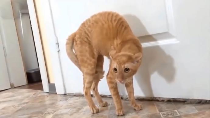 Would this be OK to do to a cat?
