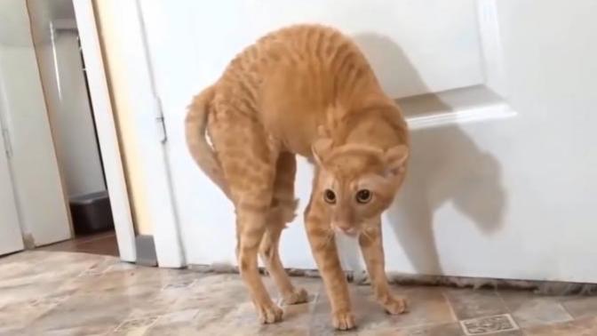 Would this be OK to do to a cat?