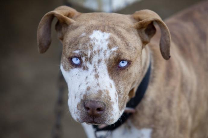 Pit Bulls: A beauty or a bully?