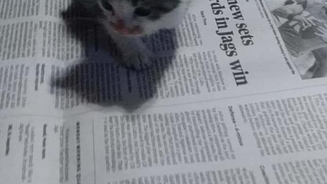 What should I name my new foster kittens?