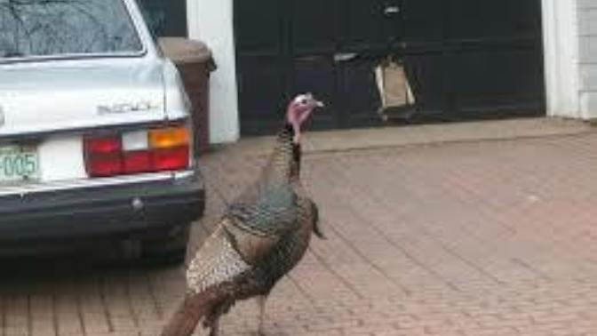 Can you think of anyone you would like to prank by letting a live turkey free in their house?