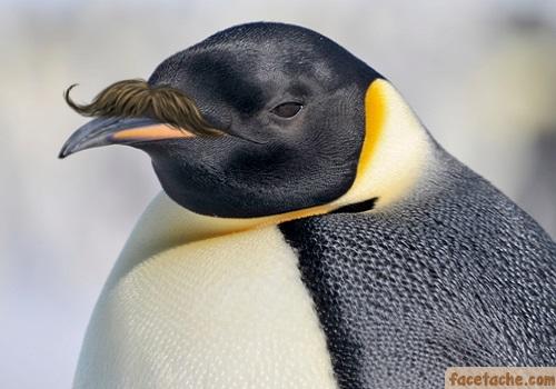 Mustache Penguin