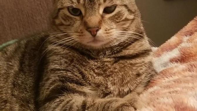 My cat just passed away?