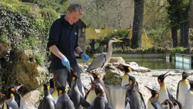 Have you ever fed a penguin?
