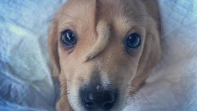 Would you adopt this puppy with an extra tail growing on his head?