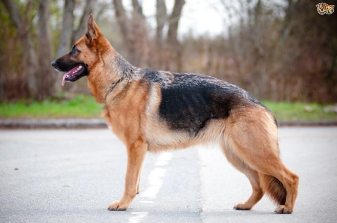 Naming a German Shepherd Puppy?