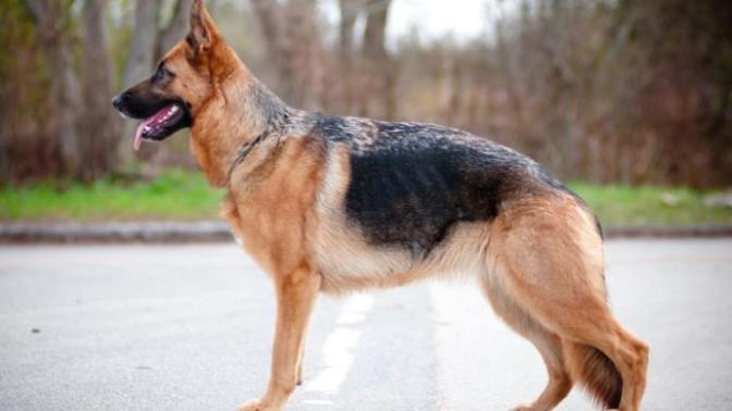 Naming a German Shepherd Puppy?