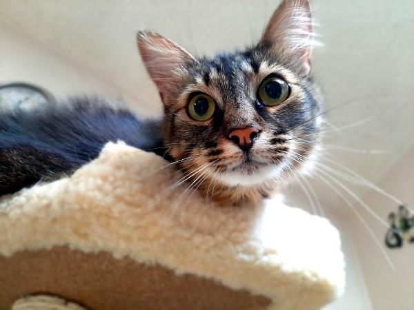 Cats or dogs and why?