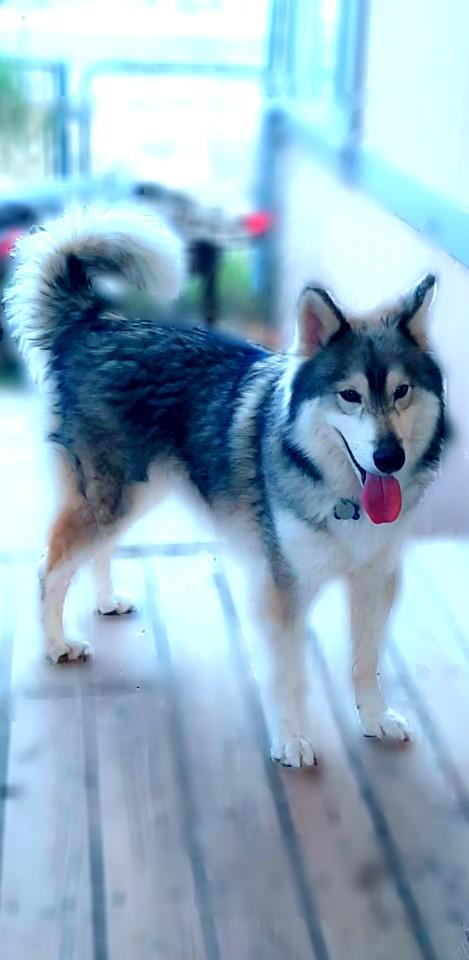 Cats or dogs and why?