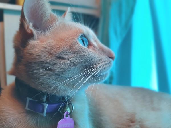 Cats or dogs and why?