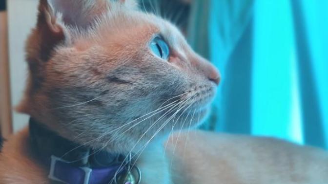 Cats or dogs and why?