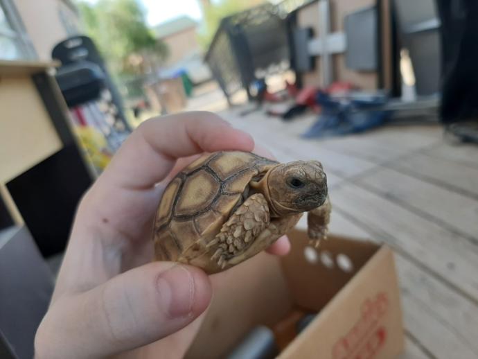My baby African spurred tortoise?