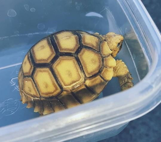 My baby African spurred tortoise?