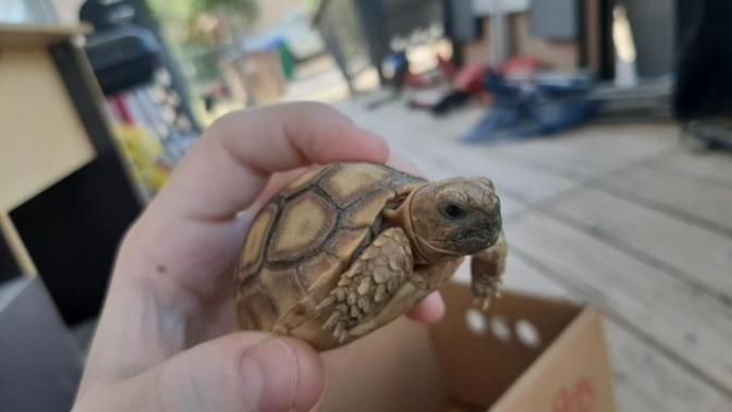 My baby African spurred tortoise?