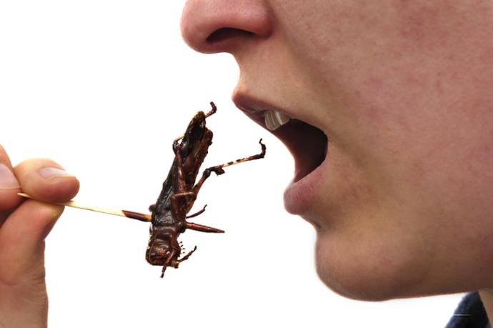 Has anyone ever given you something to eat and then told you that something was in it that you didn't like? ... how about chocolate covered insects?