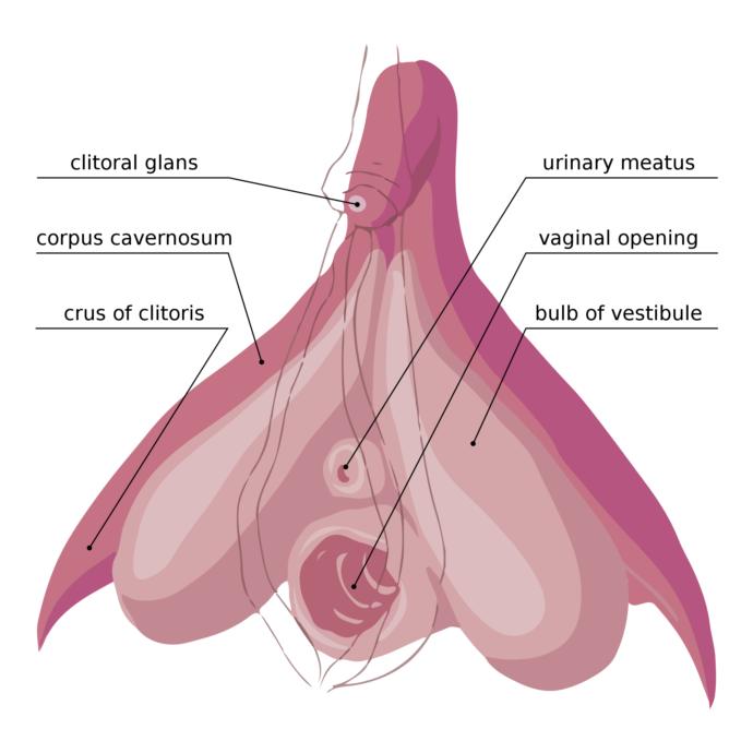 The internal clitoris surrounding the vaginal opening