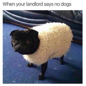 What are the funniest memes you have & save on your phone?