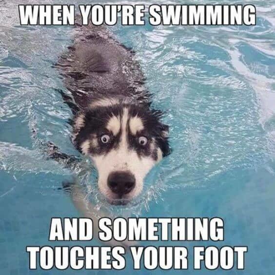 What are the funniest memes you have & save on your phone?