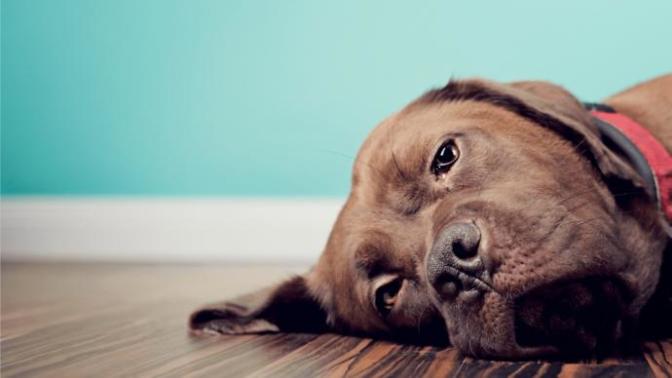 Is it ever ok to end an animal's agony and suffering?