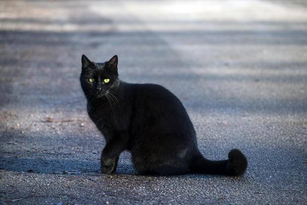 Do you believe in bad omens?