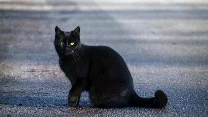 Do you believe in bad omens?