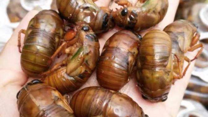 What is this bug call?