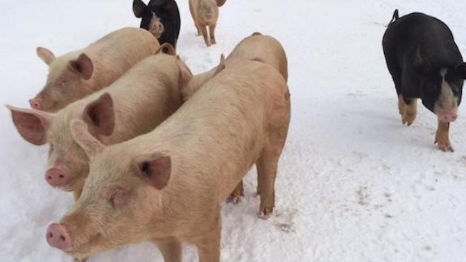 Who wants fresh bacon?