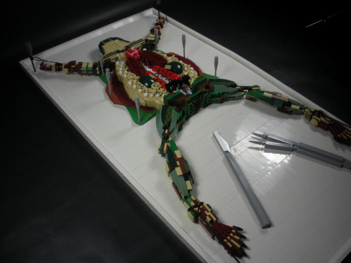 When was your initial frog dissecting experience and did it teach you anything?